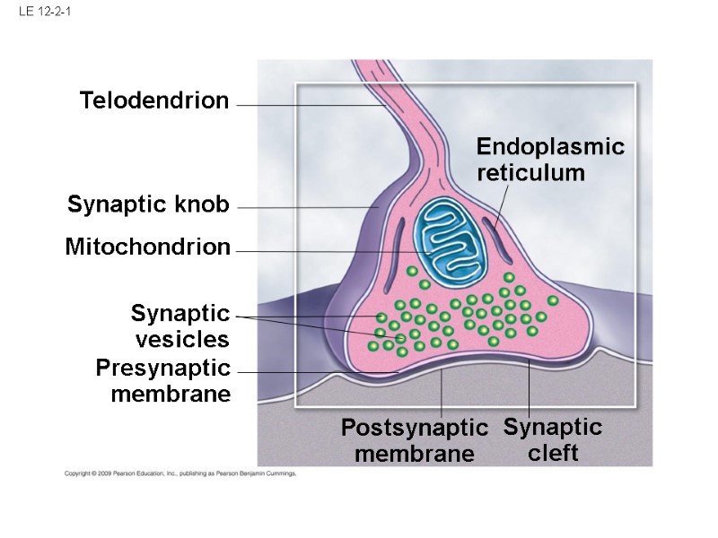 LE 12-2-1 Telodendrion Synaptic vesicles Presynaptic membrane Postsynaptic membrane Synaptic cleft Endoplasmic reticulum Synaptic